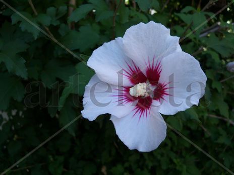 Rosa de sharon