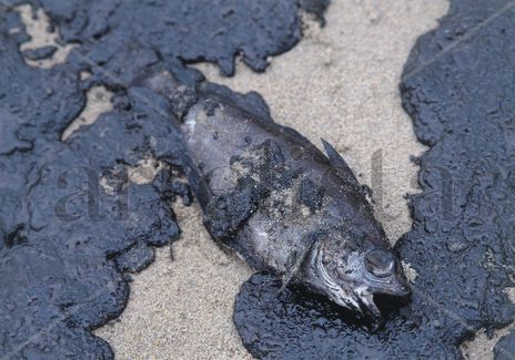 Peixe