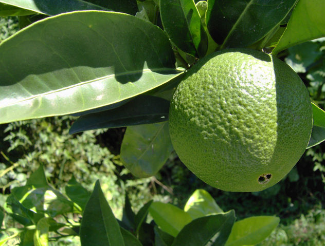 esparando a que maduren las naranjas