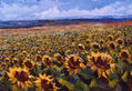 Campo de girasoles