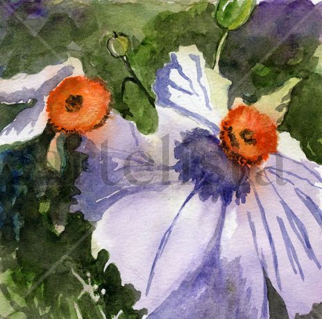 Flor4