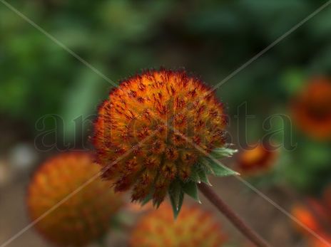 Flor 1