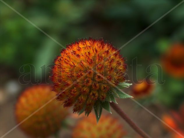Flor 1