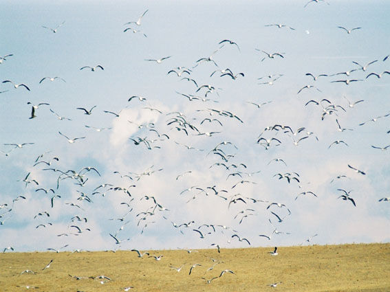 nube de pájaros