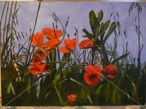 Amapolas