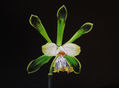 33-ORQUÍDEA