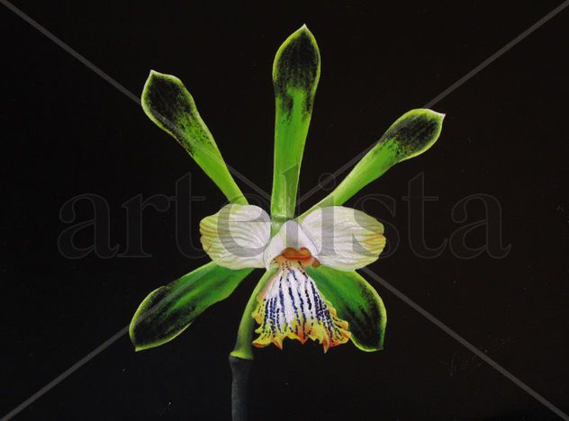 33-ORQUÍDEA