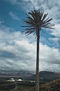 La geria palmera solitaria