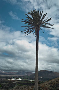 La geria palmera...