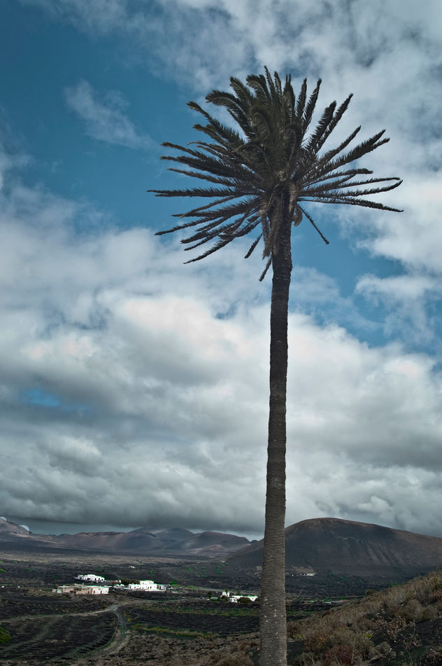 La geria palmera solitaria