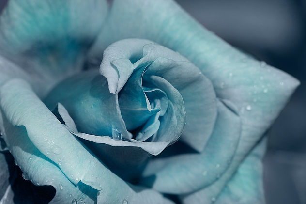 ROSA AZUL