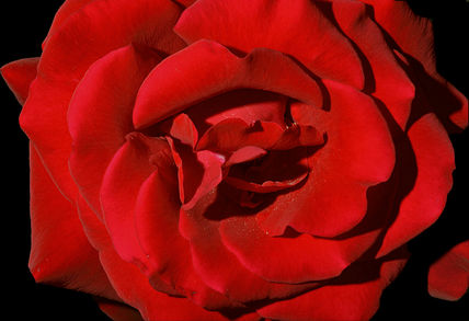 La rosa