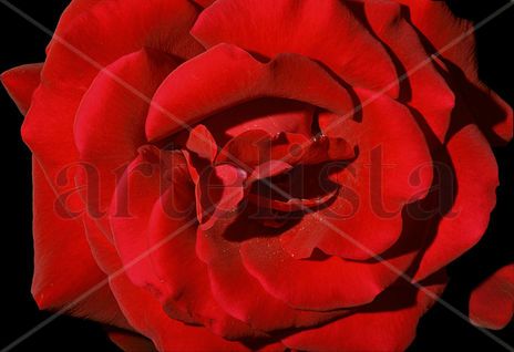 La rosa
