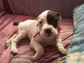 Lila