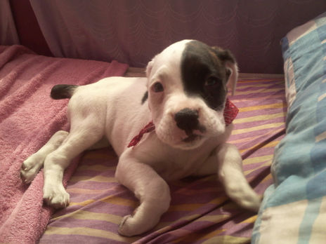 Lila