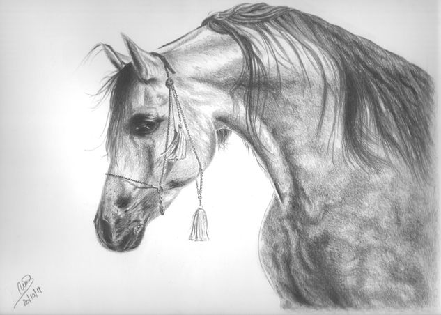 Caballo árabe Pencil