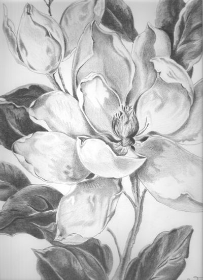 Magnolia Pencil