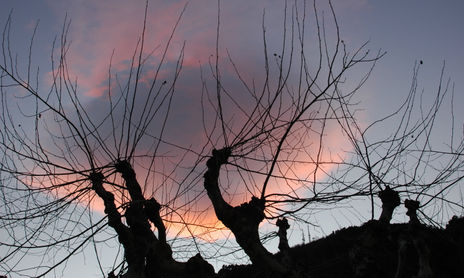 Pirireos