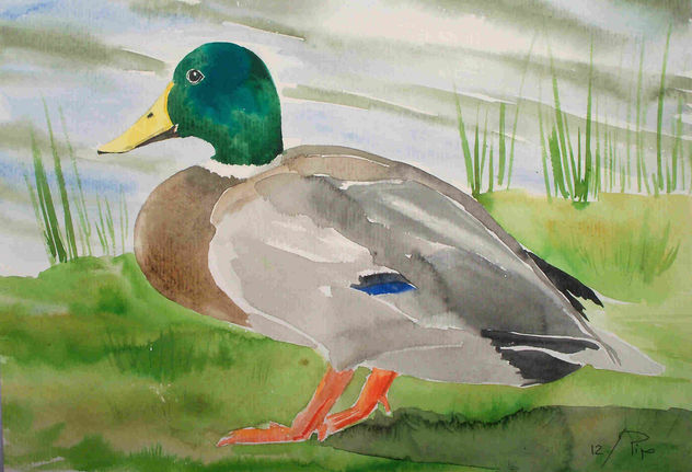 pato macho
