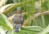 Pajaro