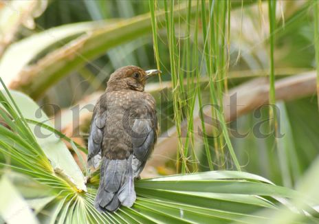 Pajaro
