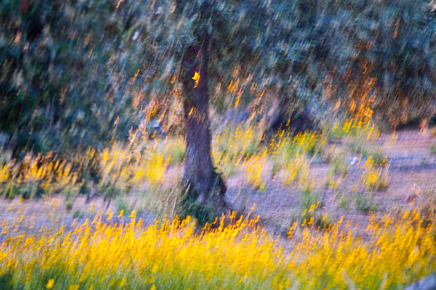 Debajo de los olivos Nature Color (Digital)