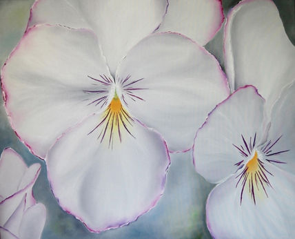 Flores pansy