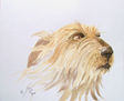 galgo irlandes