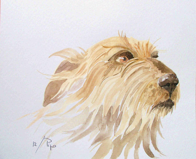 galgo irlandes