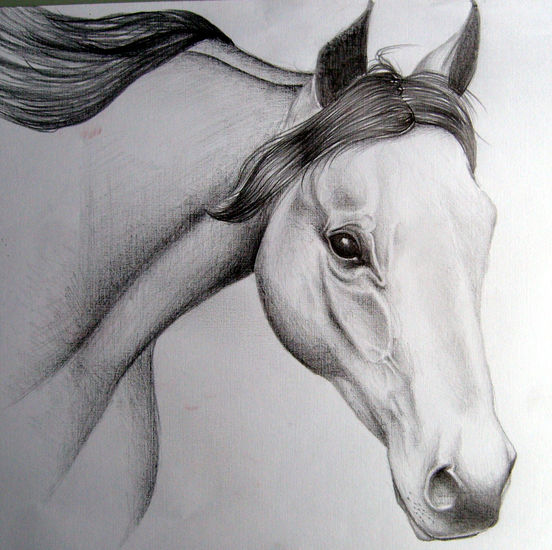 Caballo Grafito Papel Animales