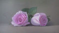 Rosas