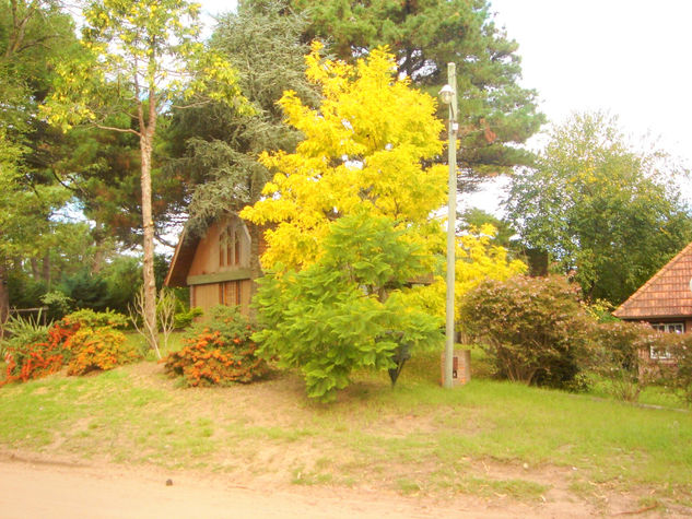 otoñal Óleo Lienzo Paisaje