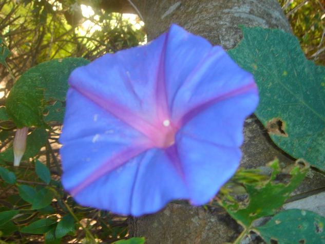 flor azul Óleo Lienzo Paisaje