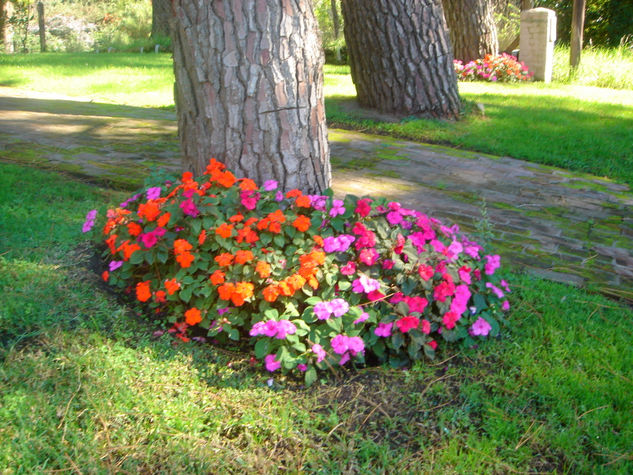 arbol florecido Óleo Lienzo Paisaje