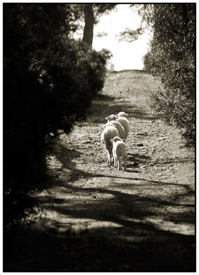 Ovejas Naturaleza Blanco y Negro (Digital)