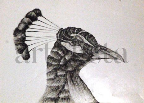 Pavo Real