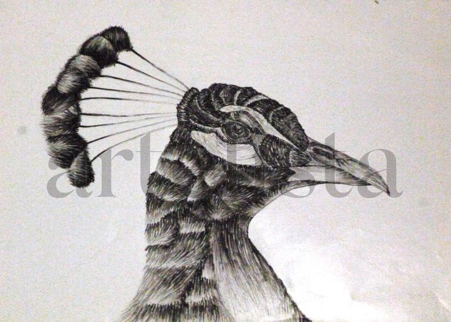 Pavo Real