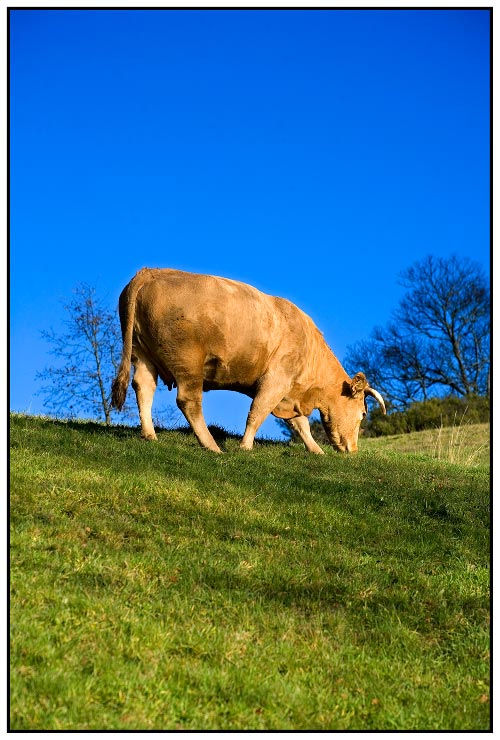 Vaca gallega