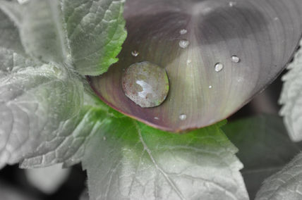 Gota.