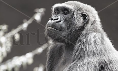 Animales
