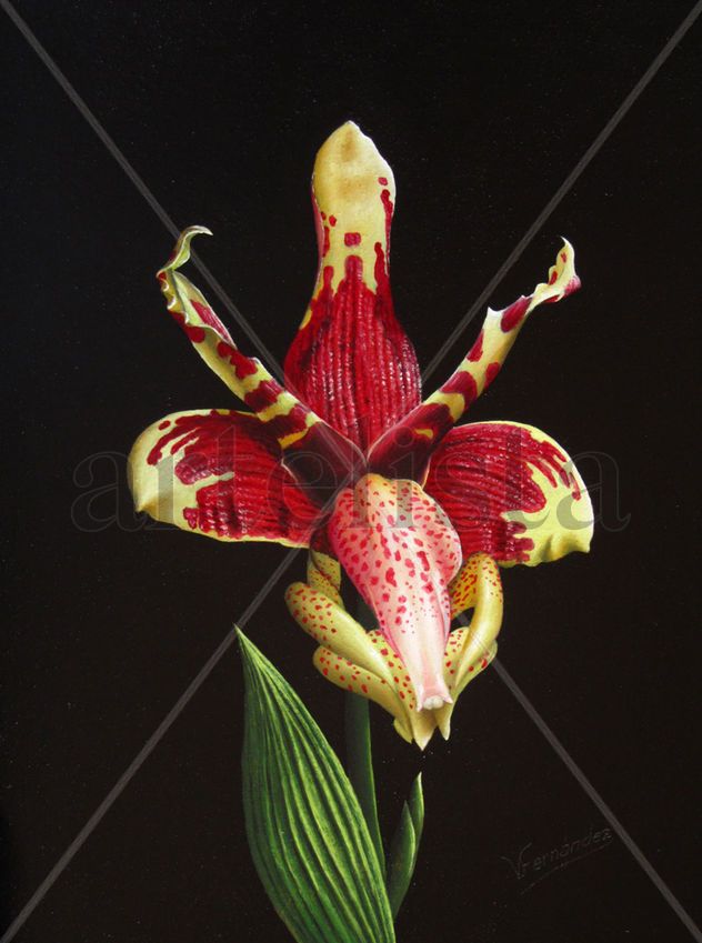 35-ORQUÍDEA