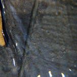 Macrofotografía thumbnail 2