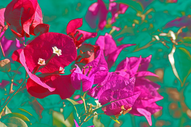 Bougainvillea Naturaleza Color (Digital)