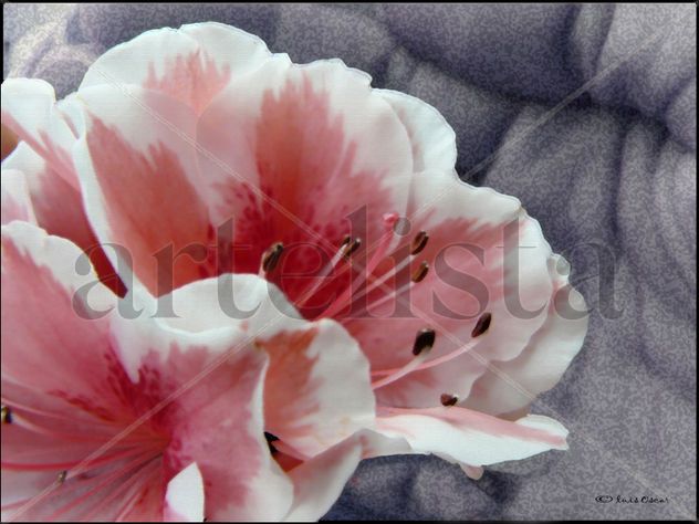 Lienzo floral