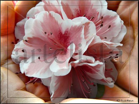 El abrazo de una flor