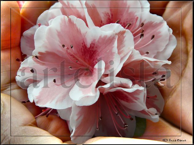 El abrazo de una flor