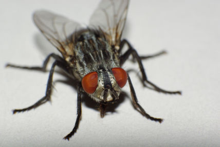 Mosca