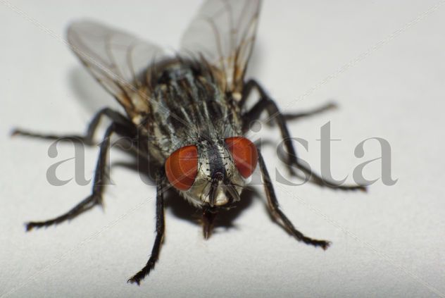 Mosca
