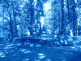 bosque azul