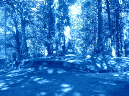 Bosque azul